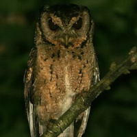 Collared Scops Owl