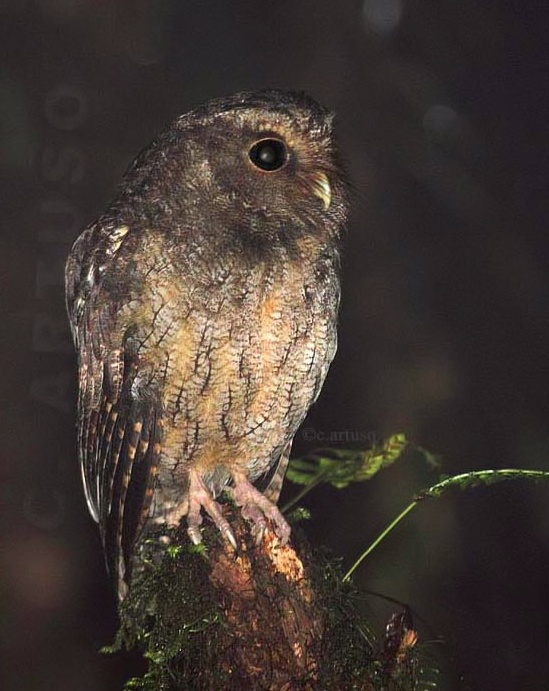 Rufescent Screech Owl perched on a broken stump at night by Christian Artuso