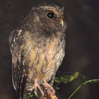 Rufescent Screech Owl