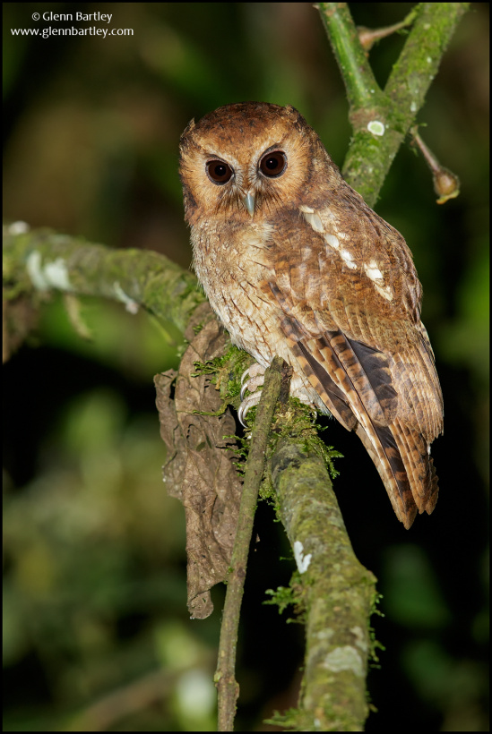 Side view of a Rufescent Screech Owl looking down a branch by Glenn Bartley