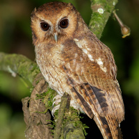 Rufescent Screech Owl