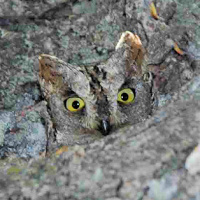 Eurasian Scops Owl