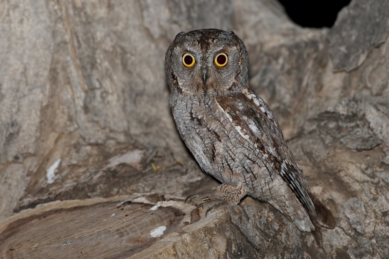 Side profile of a Eurasian Scops Owl looking at us from a tree stump by Assaf Gavra