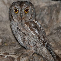 Eurasian Scops Owl