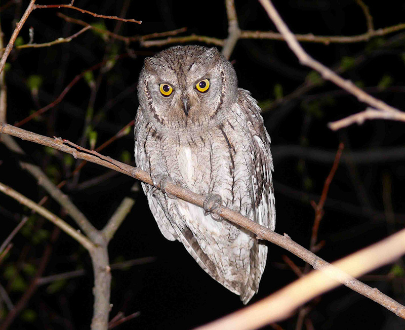 Eurasian Scops Owl perched on a thin branch at night by Jevgeni Ekimov