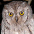 Eurasian Scops Owl