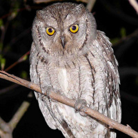 Eurasian Scops Owl