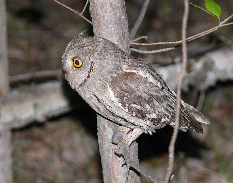 Side profile photo of a Eurasian Scops Owl by Jevgeni Ekimov