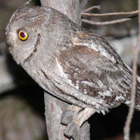 Eurasian Scops Owl