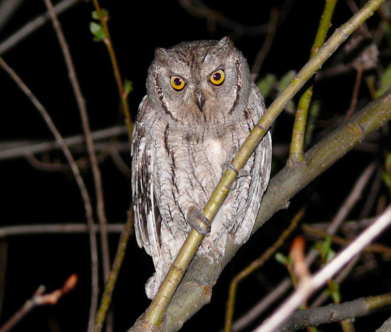 Front facing Eurasian Scops Owl perched at night by Jevgeni Ekimov