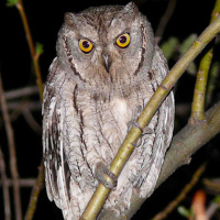 Eurasian Scops Owl