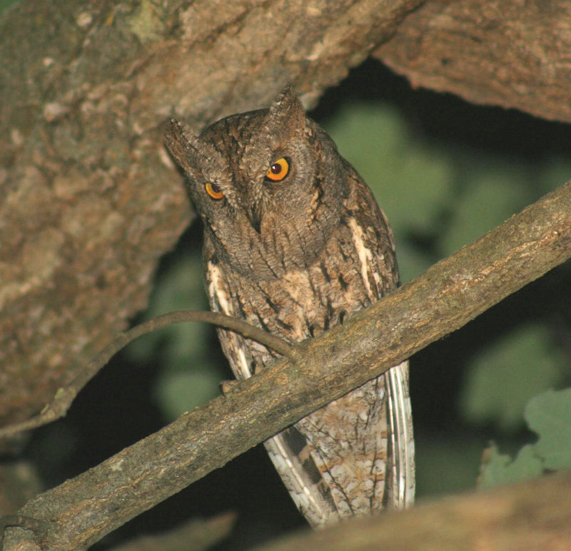 Perched Eurasian Scops Owl looking down by Josep Roca