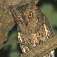 Eurasian Scops Owl