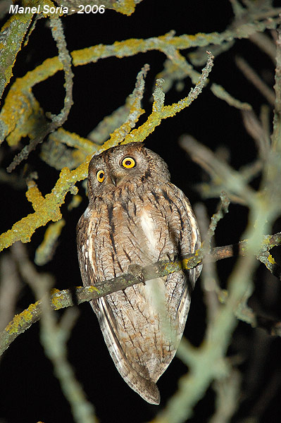 Eurasian Scops Owl photograph taken from below by Manel Soria