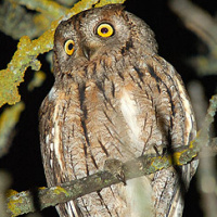 Eurasian Scops Owl