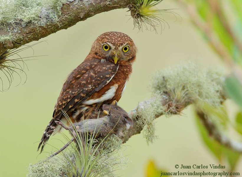 Costa Rican Pygmy Owl perched on a lichen covered branch holding a dead rat by Juan Carlos Vindas