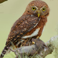 Costa Rican Pygmy Owl