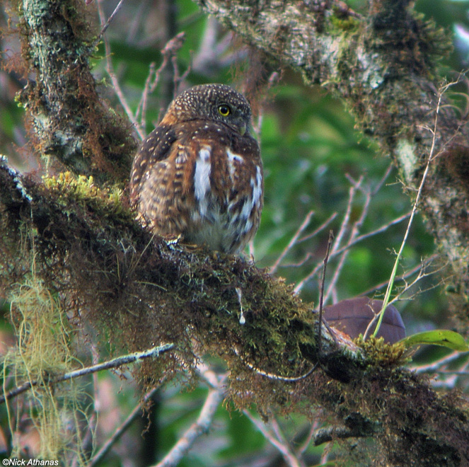 Costa Rican Pygmy Owl on a lichen covered branch by Nick Athanas