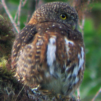 Costa Rican Pygmy Owl