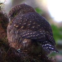 Costa Rican Pygmy Owl