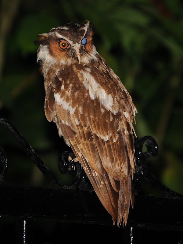 A young Crested Owl with an injured eye by Alan Van Norman