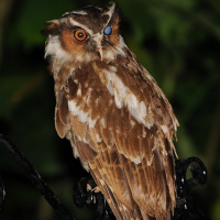 Crested Owl