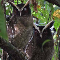 Crested Owl