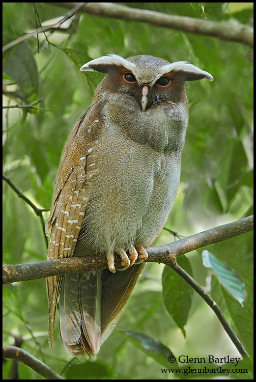 A Magnificent Crested Owl perched on a branch by Glenn Bartley