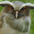 Crested Owl