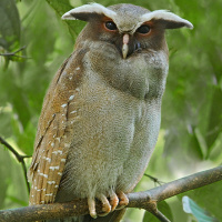 Crested Owl