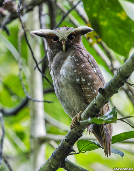 Side view of a Crested Owl looking at us by Nick Athanas