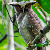 Crested Owl