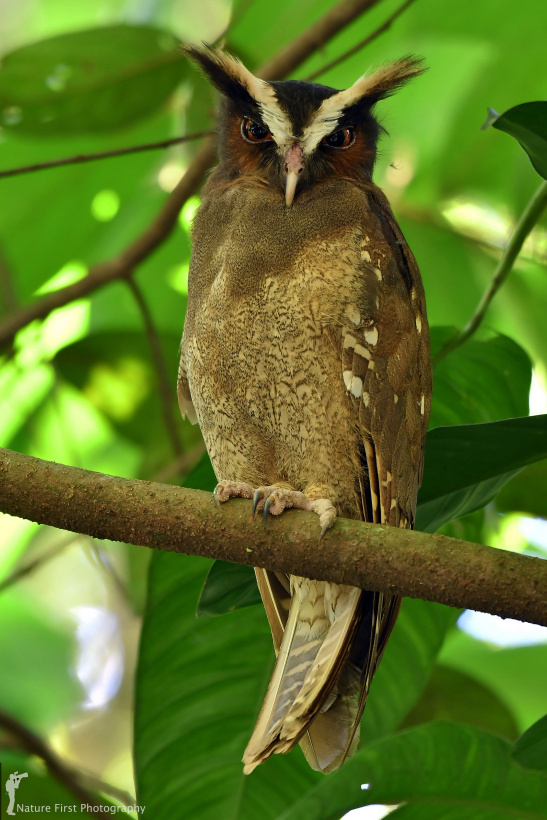 Crested Owl perched on a branch under leaves during the day by Nature First Photography