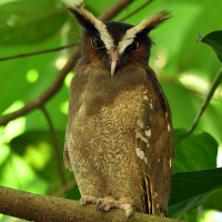 Crested Owl