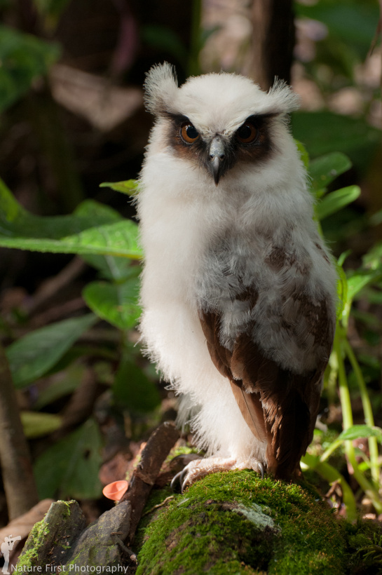 Side view of a young Crested Owl looking at us by Nature First Photography