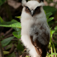 Crested Owl