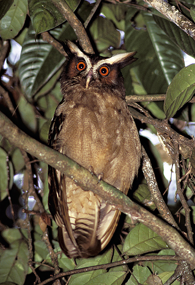 A Crested Owl looking very wide-eyed by Rick & Nora Bowers