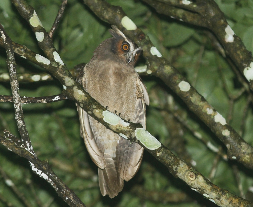 Crested Owl looks down from a branch at night by Willian Menq