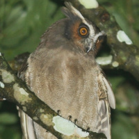 Crested Owl