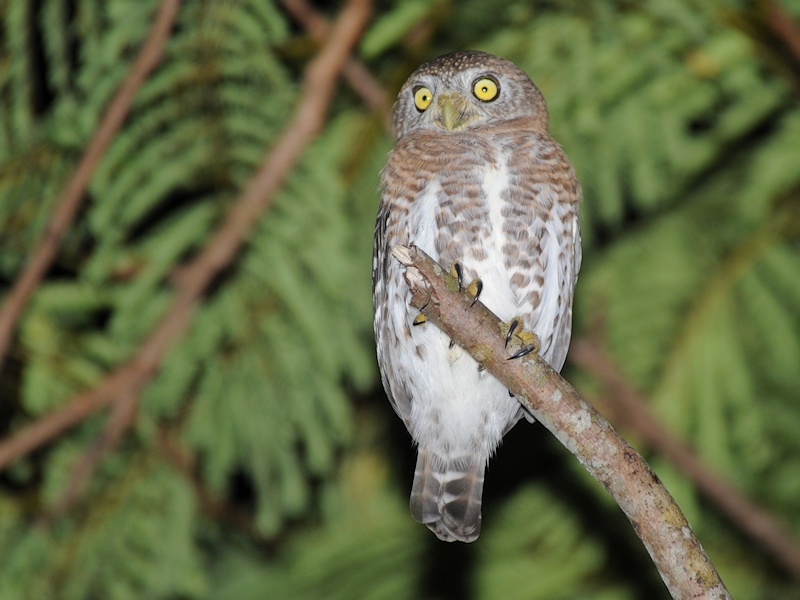 Cuban Pygmy Owl perched on a broken branch at night by Alan Van Norman