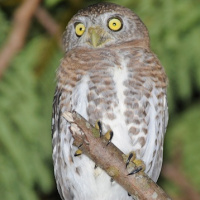 Cuban Pygmy Owl