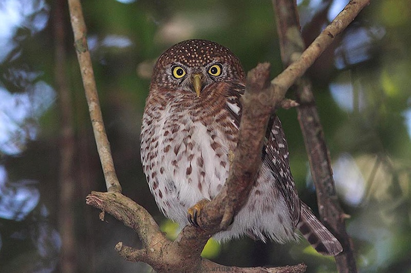 Cuban Pygmy Owl stares at us from a crooked branch by Christian Artuso