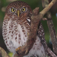 Cuban Pygmy Owl