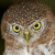 Cuban Pygmy Owl