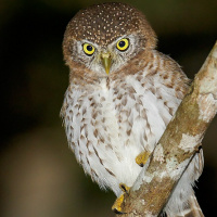 Cuban Pygmy Owl