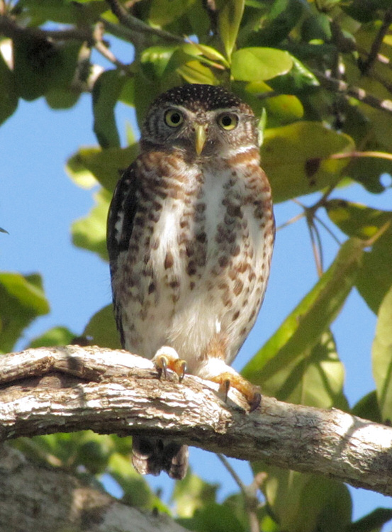 Front view of a Cuban Pygmy Owl perched on a branch by Michael Butler