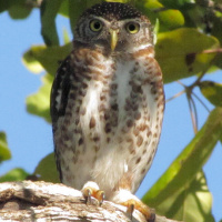 Cuban Pygmy Owl