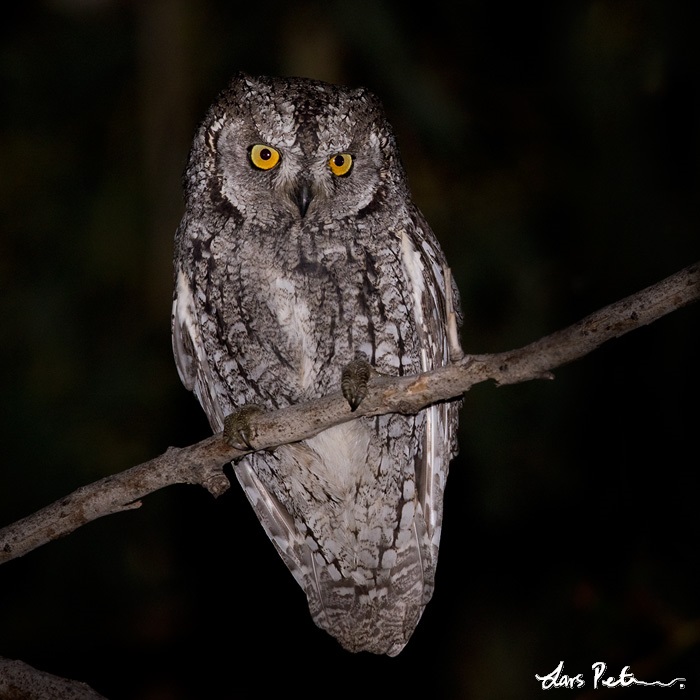 Cyprus Scops Owl perched on a thin branch at night by Lars Petersson