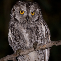 Cyprus Scops Owl