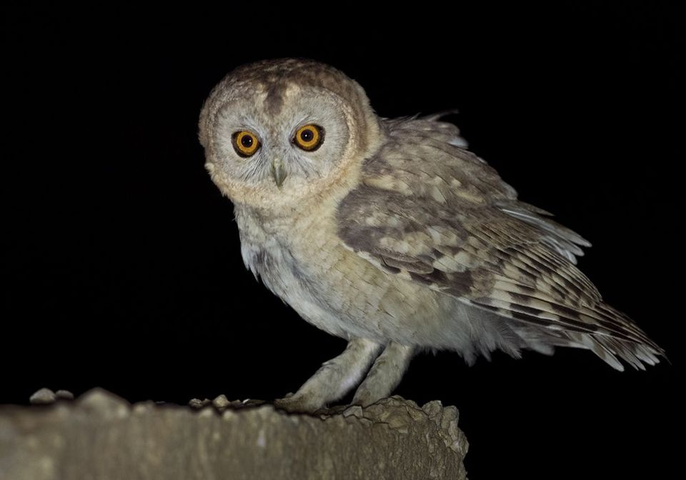 Side view of a Desert Owl standing on a rocky ledge at night by Lars Petersson